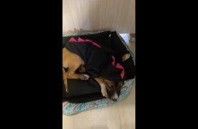 Cachorra Mabel desapareceu no bairro Esmeralda