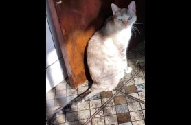 Gata Gaia desapareceu no bairro Alto Alegre