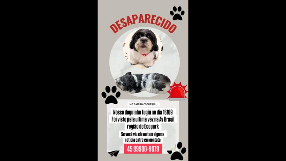 Cachorro Frederico desapareceu no bairro Alto Alegre Imagem referente a Cachorro Frederico desapareceu no bairro Alto Alegre