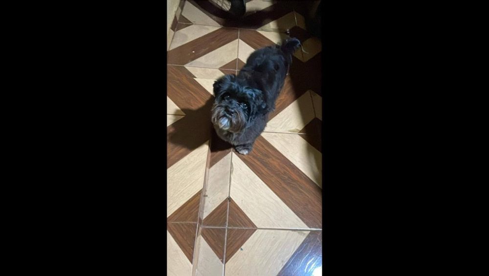 Cachorro Rodolfo desapareceu no bairro Floresta Imagem referente a Cachorro Rodolfo desapareceu no bairro Floresta
