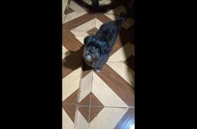Cachorro Rodolfo desapareceu no bairro Floresta