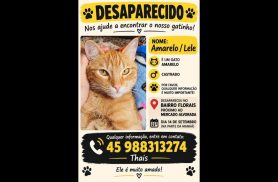 Gato Amarelo desapareceu no bairro Florais do Paraná