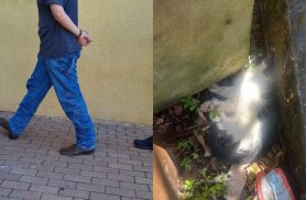 Homem é preso após matar gato e deixar outro gravemente ferido no Santa Felicidade