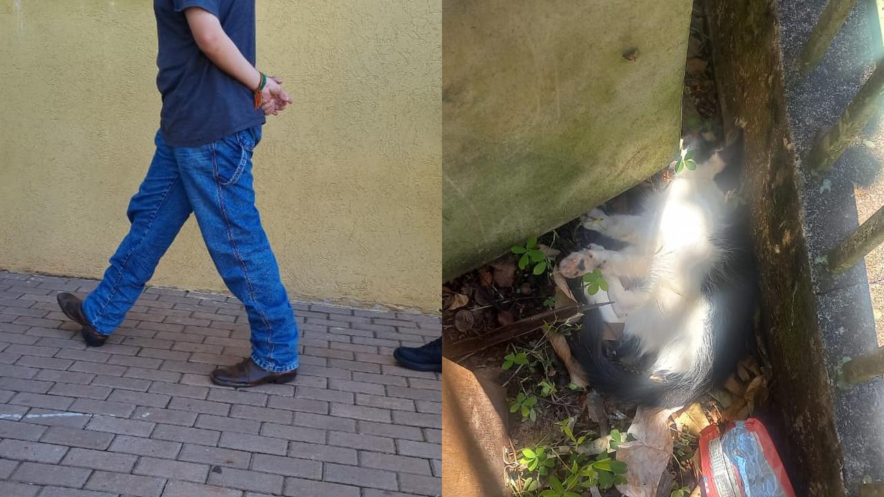 Homem é preso após matar gato e deixar outro gravemente ferido no Santa Felicidade