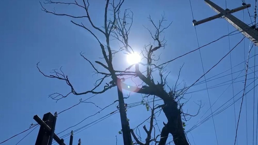 Árvore e rede elétrica: combinação preocupa moradores no Cascavel Velho Imagem referente a Árvore e rede elétrica: combinação preocupa moradores no Cascavel Velho