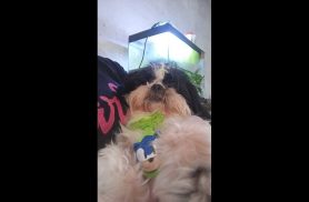 Cachorro Cadu desapareceu no bairro Esmeralda