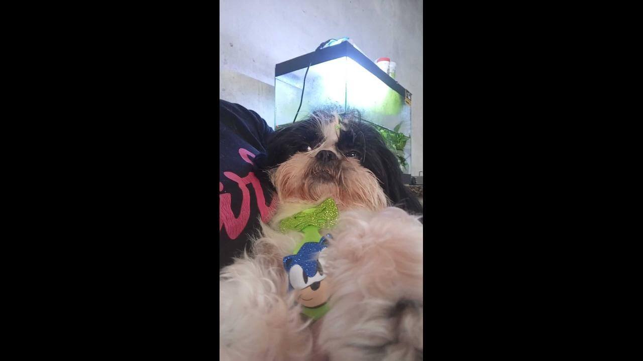 Imagem referente a Cachorro Cadu desapareceu no bairro Esmeralda