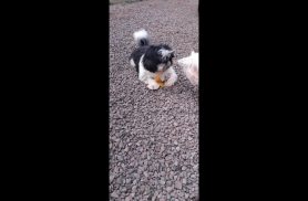 Cachorro Kadu desapareceu no bairro Esmeralda