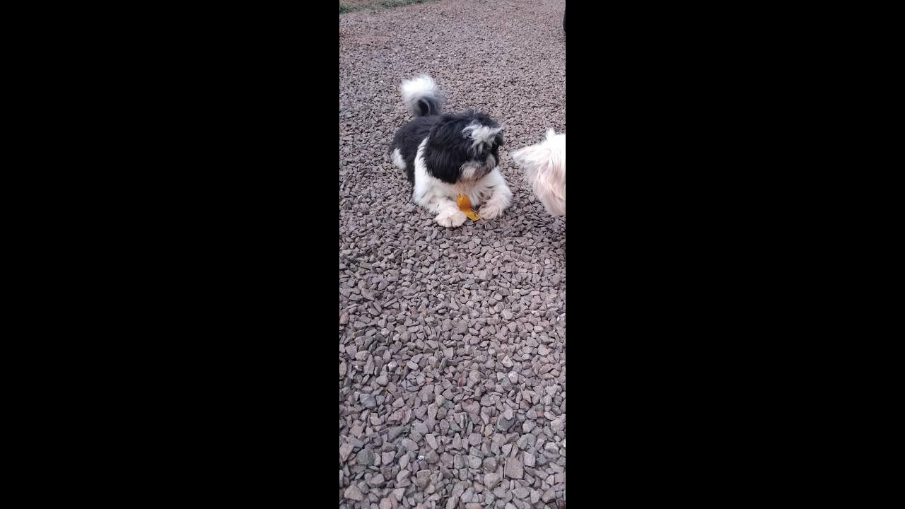 Imagem referente a Cachorro Kadu desapareceu no bairro Esmeralda