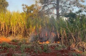 Incêndio atinge plantação de cana no bairro Esmeralda, em Cascavel