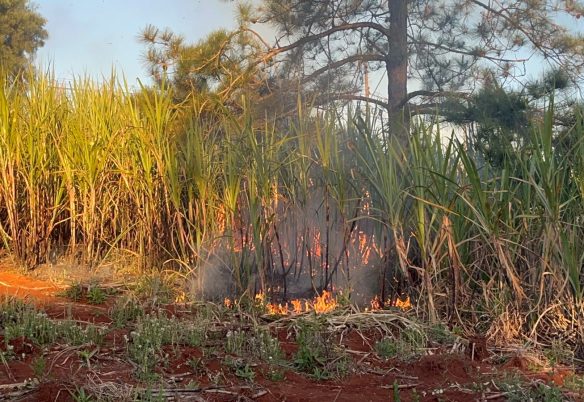 Incêndio atinge plantação de cana no bairro Esmeralda, em Cascavel