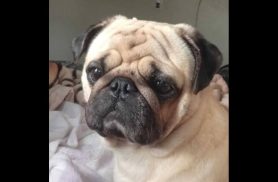 Cachorro Pug desapareceu no bairro Morumbi
