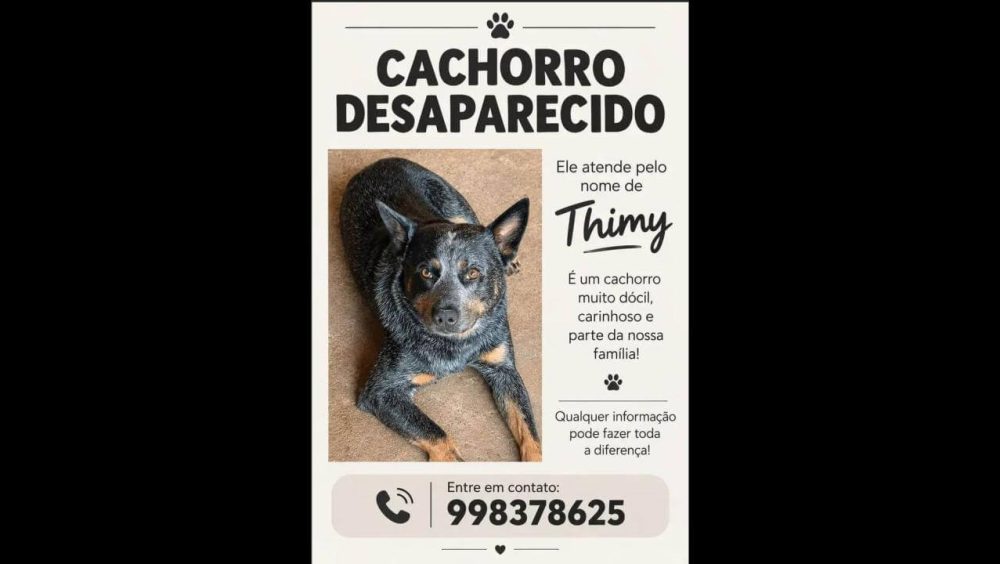 Cachorro Thimy desapareceu no bairro Brasília Imagem referente a Cachorro Thimy desapareceu no bairro Brasília
