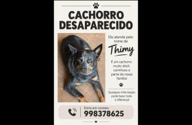 Cachorro Thimy desapareceu no bairro Brasília