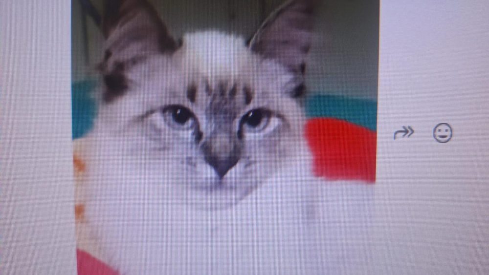 Gata desapareceu no bairro Região do Lago Imagem referente a Gata desapareceu no bairro Região do Lago