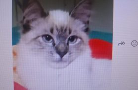Gata desapareceu no bairro Região do Lago