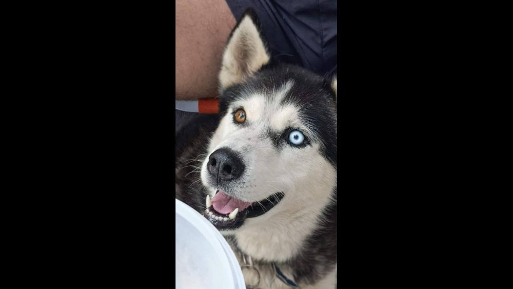 Imagem referente a Cachorro Zeus desapareceu no bairro Santo Onofre