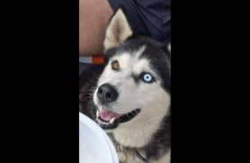 Cachorro Zeus desapareceu no bairro Santo Onofre
