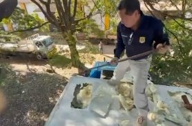PRF apreende 1,5 tonelada de maconha em caminhão de frango congelado na BR-369