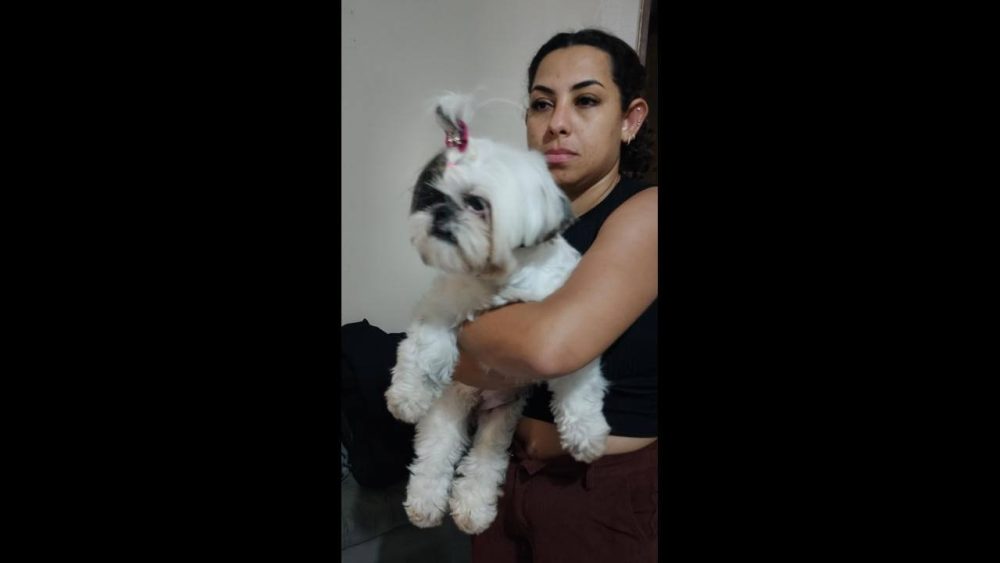 Cachorra é encontrada no bairro Floresta Imagem referente a Cachorra é encontrada no bairro Floresta