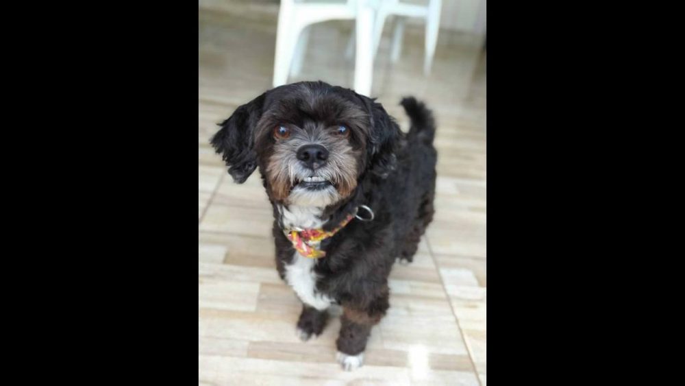 Imagem referente a Cachorro Fred desapareceu no bairro Brasília