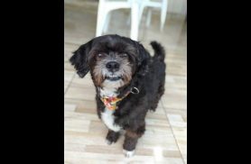Cachorro Fred desapareceu no bairro Brasília