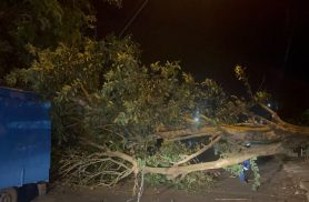Árvore parte ao meio, atinge poste e fiações e bloqueia a via no Bairro Tarumã, em Cascavel