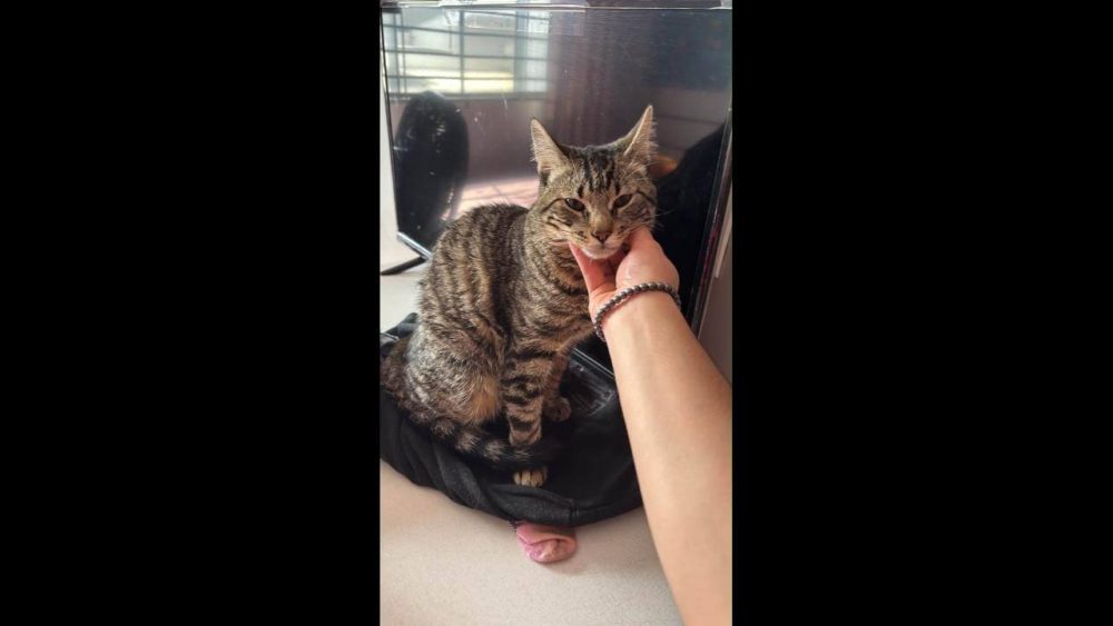 Gato desapareceu no bairro Verona Imagem referente a Gato desapareceu no bairro Verona