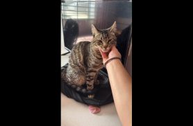 Gato desapareceu no bairro Verona