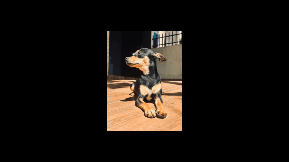 Imagem referente a Cachorro Osvaldo desapareceu no bairro Neva