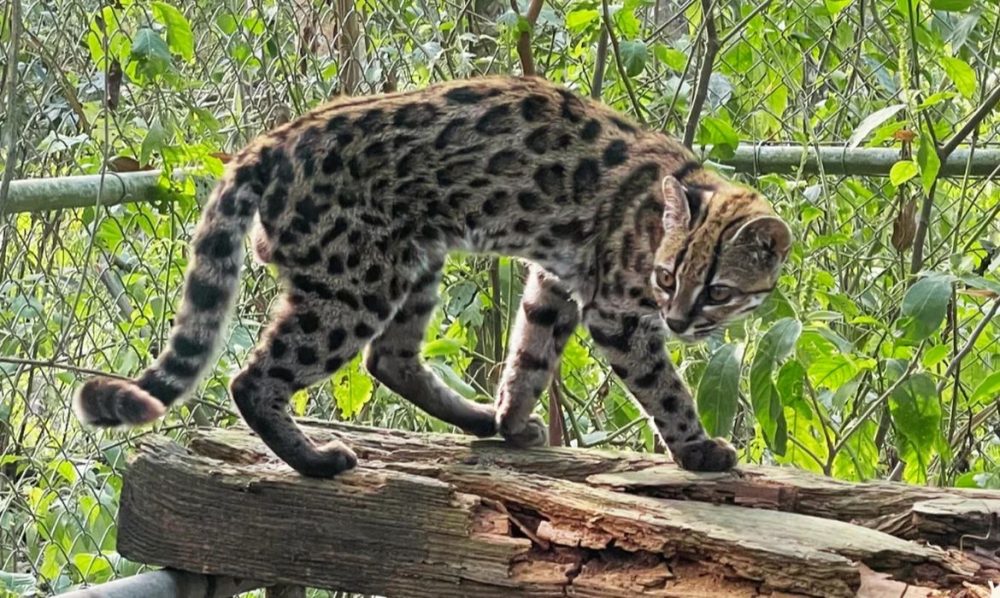 Imagem referente a Nova espécie de felino é identificada em florestas da Bolívia