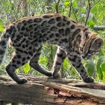 Nova espécie de felino é identificada em florestas da Bolívia Imagem relativa a Nova espécie de felino é identificada em florestas da Bolívia