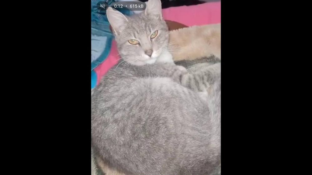 Imagem referente a Gata Princesa desapareceu no bairro Cancelli