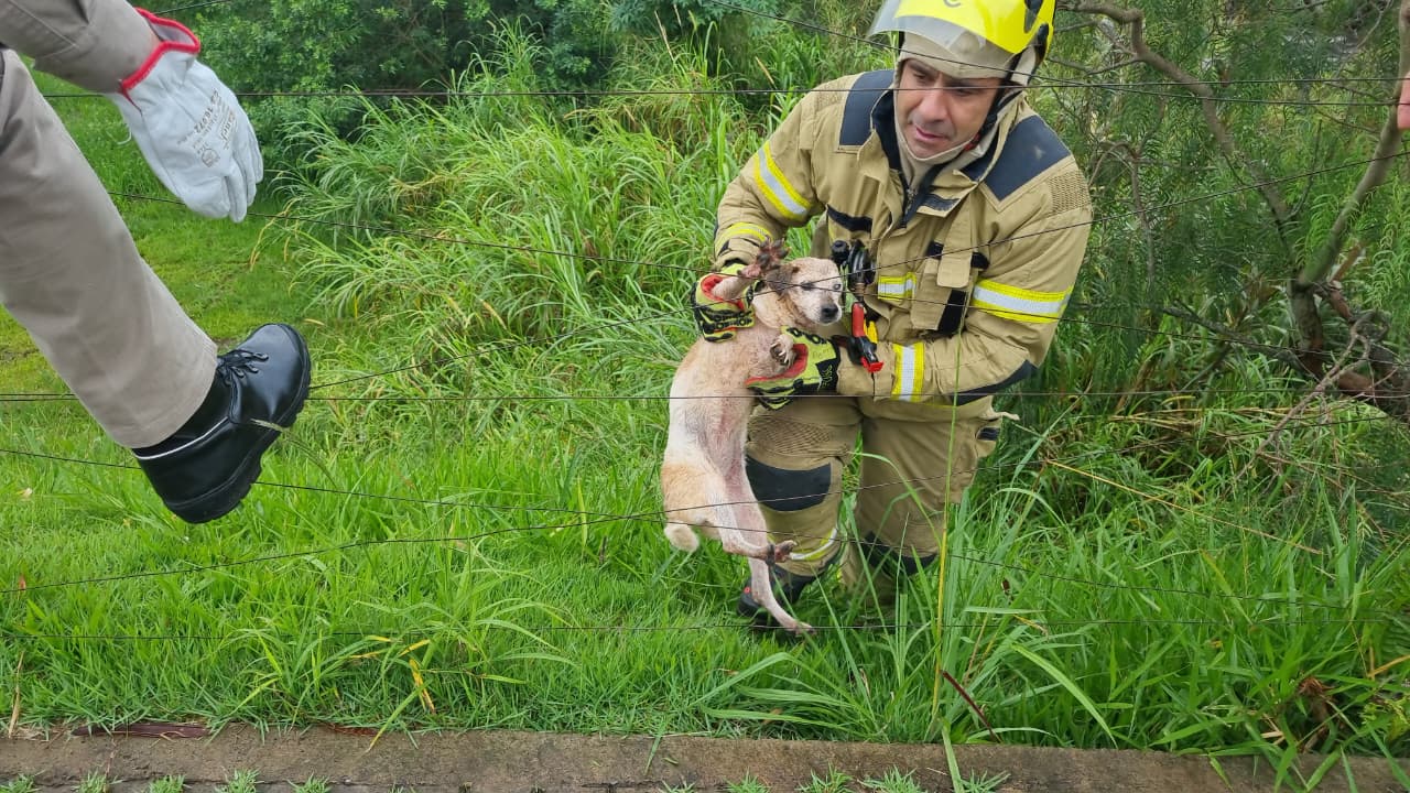 Cachorrinha debilitada fica ilhada em riacho e é resgatada pelos Bombeiros em Cascavel