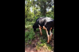 Vaca é encontrada no bairro Florais do Paraná