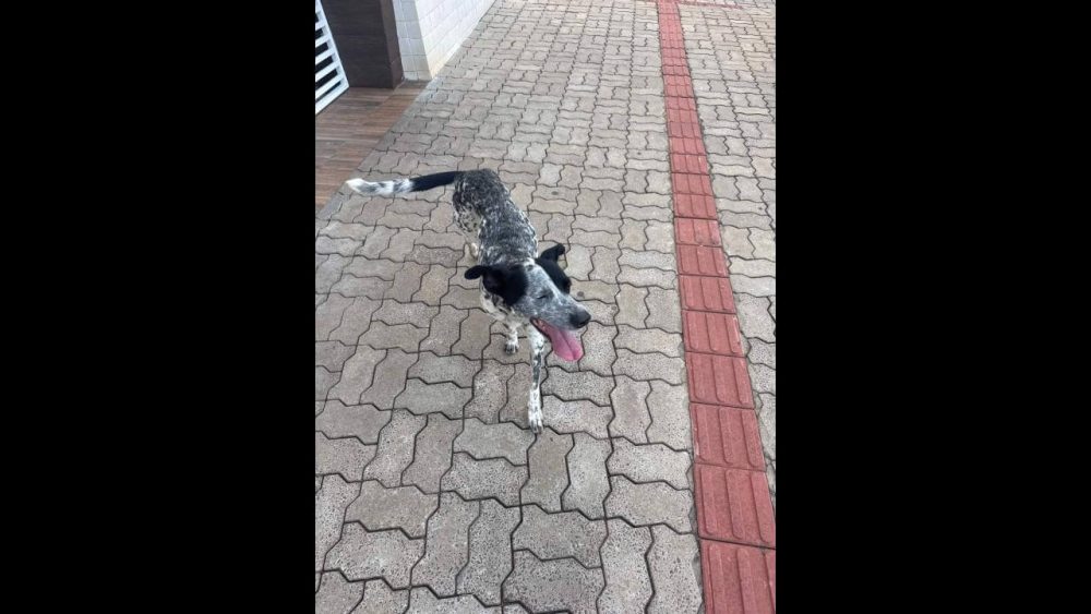 Imagem referente a Cachorro é encontrado no bairro Centro