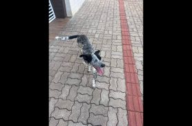 Cachorro é encontrado no bairro Centro