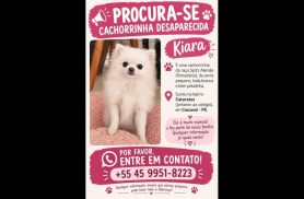 Cachorra Kiara desapareceu no bairro Cataratas
