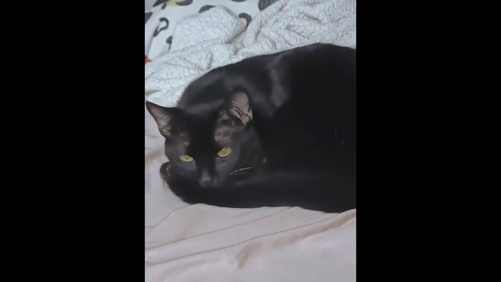 Imagem referente a Gato Batman desapareceu no bairro Santa Cruz