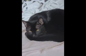 Gato Batman desapareceu no bairro Santa Cruz