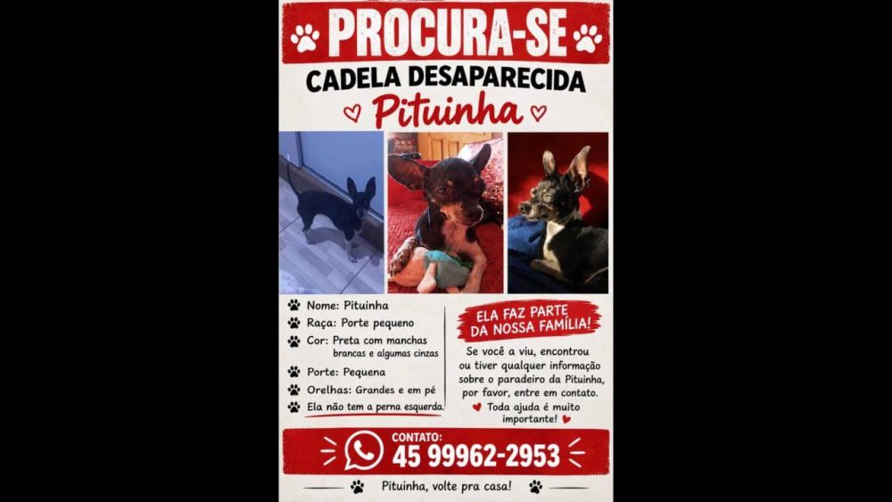 Imagem referente a Cachorra Pituinha desapareceu no bairro Morumbi