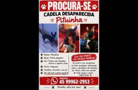 Cachorra Pituinha desapareceu no bairro Morumbi