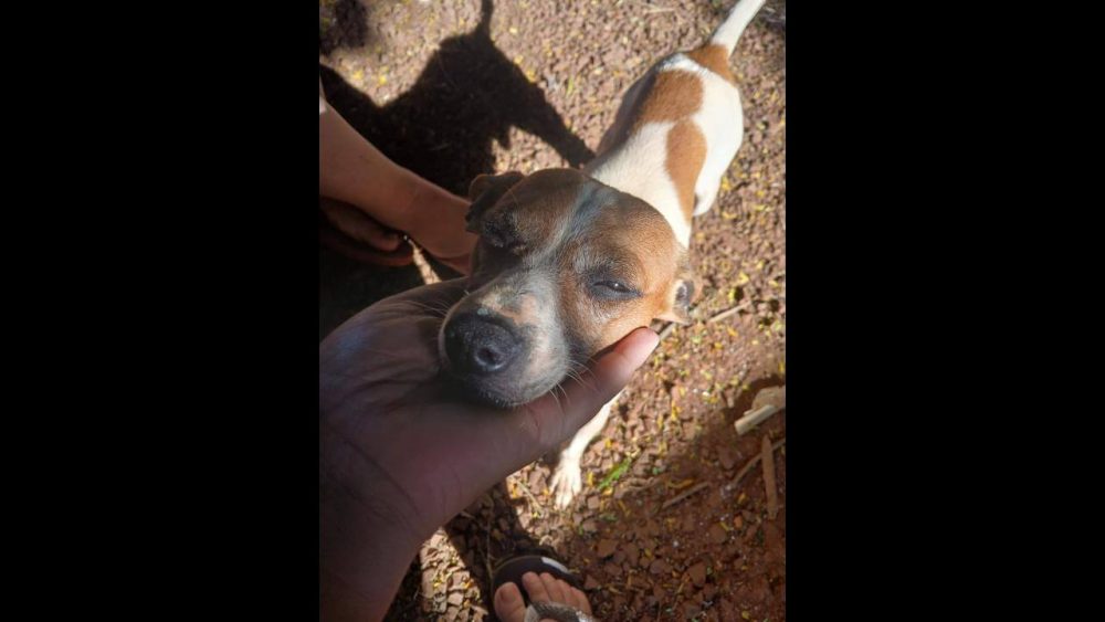 Cachorro Jeique desapareceu no bairro São Salvador Imagem referente a Cachorro Jeique desapareceu no bairro São Salvador