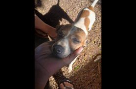 Cachorro Jeique desapareceu no bairro São Salvador