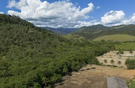 Agricultura ganha 11 milhões de hectares em 41 anos na Mata Atlântica