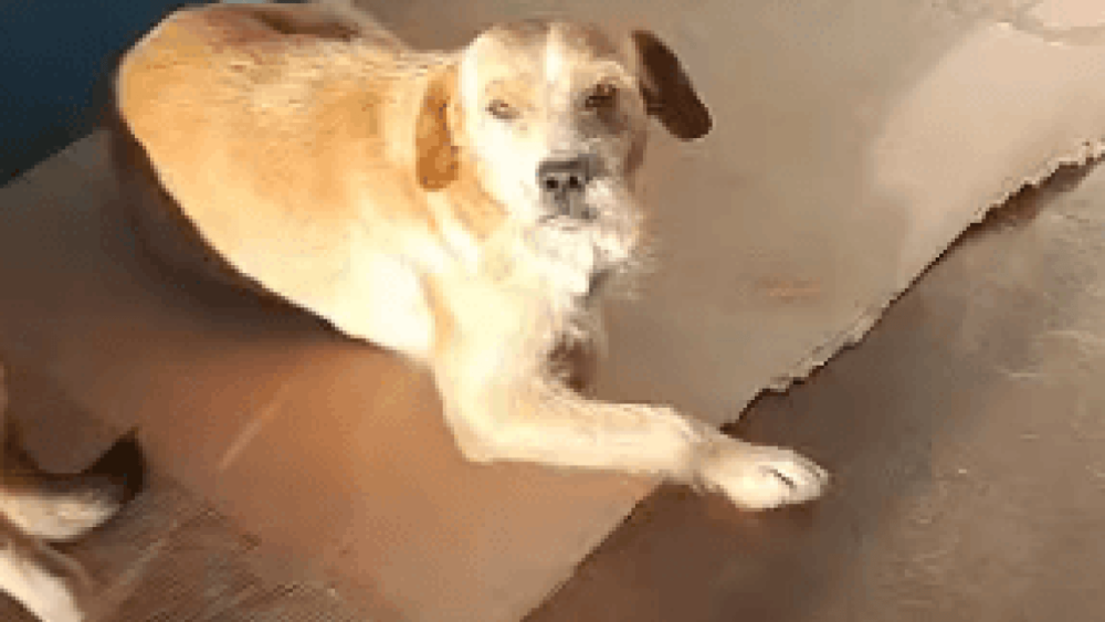 Cachorro Bigode desapareceu no bairro Maria Luiza Imagem referente a Cachorro Bigode desapareceu no bairro Maria Luiza