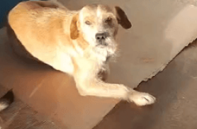 Cachorro Bigode desapareceu no bairro Maria Luiza
