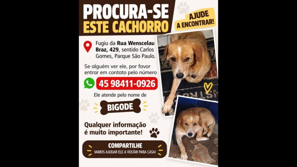 Cachorro Bigode desapareceu no bairro Parque São Paulo Imagem referente a Cachorro Bigode desapareceu no bairro Parque São Paulo
