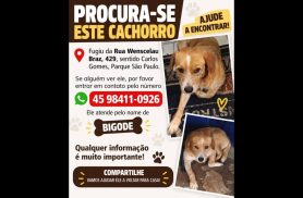 Cachorro Bigode desapareceu no bairro Parque São Paulo
