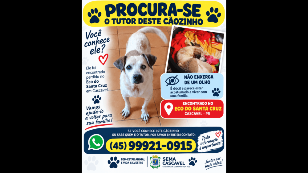 Cachorra desapareceu no bairro Santa Cruz Imagem referente a Cachorra desapareceu no bairro Santa Cruz